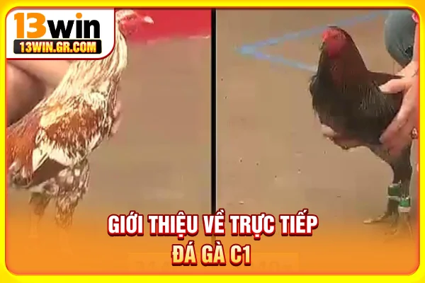 Trực Tiếp Đá Gà C1 - Chiến Trường Kịch Tính Tại Đông Nam Á Giới thiệu về trực tiếp đá gà C1