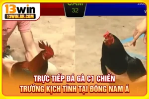 Trực tiếp đá gà C1